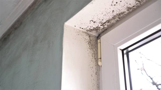 Why You Should Choose Our Mold Remediation Services in Newington, VA